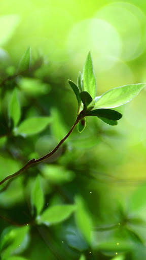 Spring Buds Live Wallpaper screenshot 3