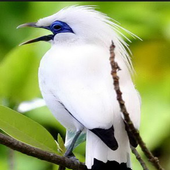 Bird Wallpaper HD icon