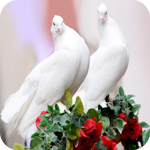 HD Pigeon Wallpaper 1.024