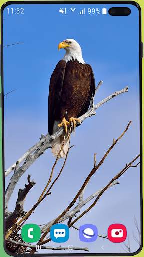 Eagle Wallpaper Best HD screenshot 7