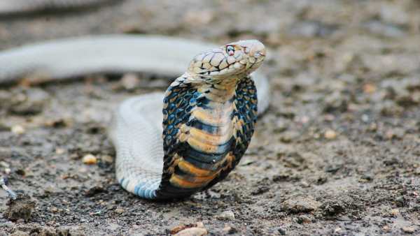 Snake Live Wallpaper - backgrounds hd 4 تصوير الشاشة