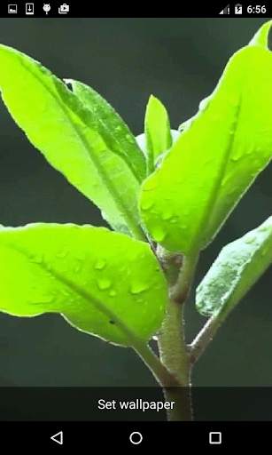 Nature Live Wallpapers screenshot 4