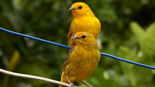 Canary Bird Wallpapers HD screenshot 5