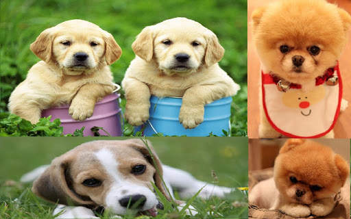 Puppy Wallpaper screenshot 4
