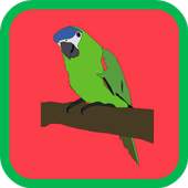 Bird Matching Game 1.7