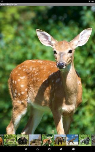 Wild Animals Sounds screenshot 14