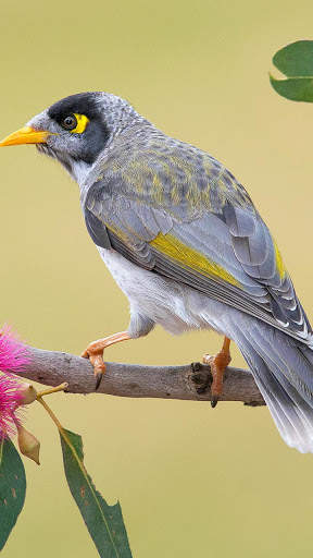 Bird Wallpapers HD screenshot 10