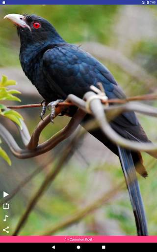 Bird Sounds स्क्रीनशॉट 14