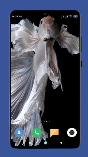 Betta Fish Wallpaper HD screenshot 15