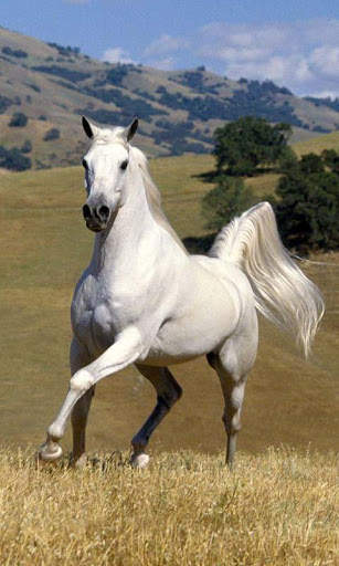 Horses Free Live Wallpaper HD screenshot 3