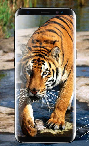 Tiger Live Wallpaper 2018: Colorful HD Backgrounds screenshot 3