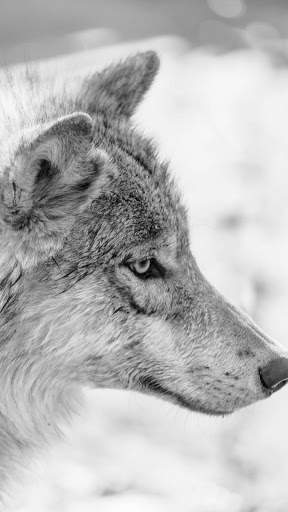 Wolf Wallpapers HD & 4k Backgrounds screenshot 1