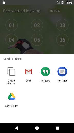 Red-wattled lapwing Bird Sounds screenshot 4