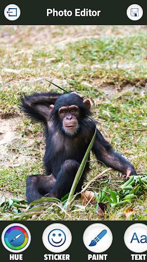 Funny Monkey Photo Montage screenshot 3