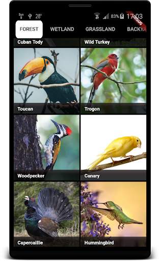 Bird Sounds स्क्रीनशॉट 2