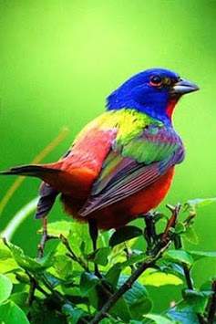 Bird Sounds Ringtone screenshot 2