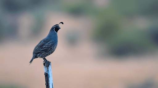 Quail Sounds - Quail Bird Calls screenshot 10