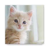 Pet World 2.0.v7-3196