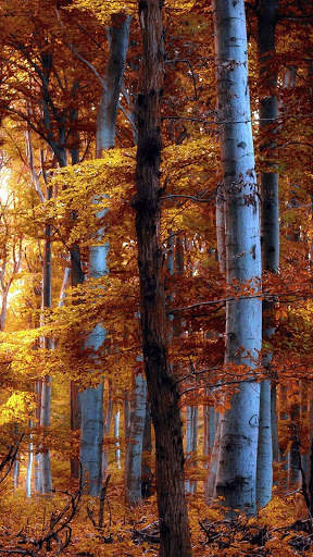Autumn Wallpapers HD & 4k Backgrounds screenshot 2