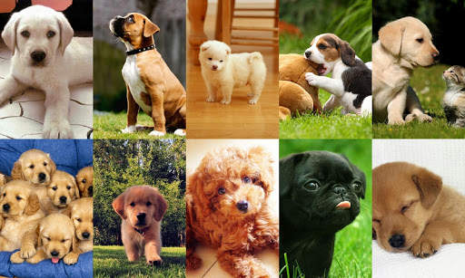 My Puppy screenshot 3