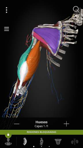 Anatomyka - Anatomía 3D screenshot 4