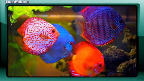 Aquarium Pack 2 Wallpaper screenshot 4