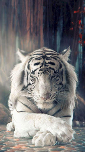 Tiger Wallpapers 4K screenshot 10