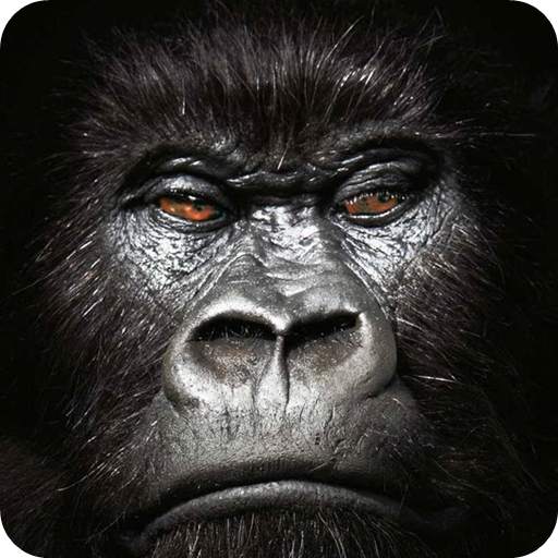 Wallpapers for King Kong 1.0