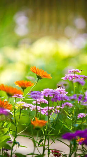 Flowers Wallpaper 4K screenshot 4