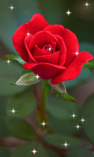 Rose Live 3D Wallpaper screenshot 4