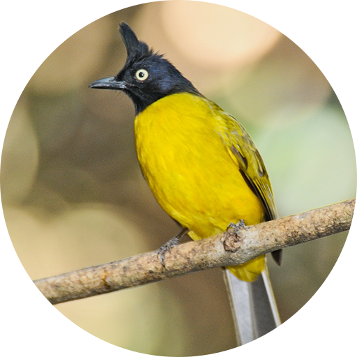 Black-crested bulbul bird sounds icon