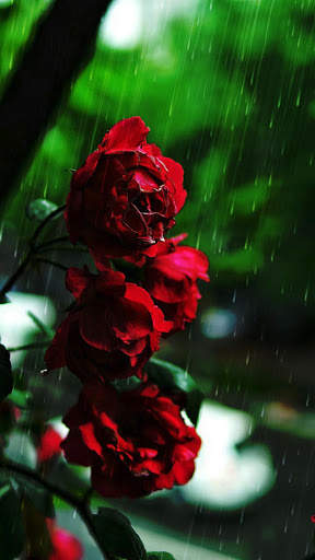 Rain Rose Wallpapers screenshot 2