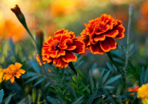 Flowers Wallpapers HD 2021 screenshot 9