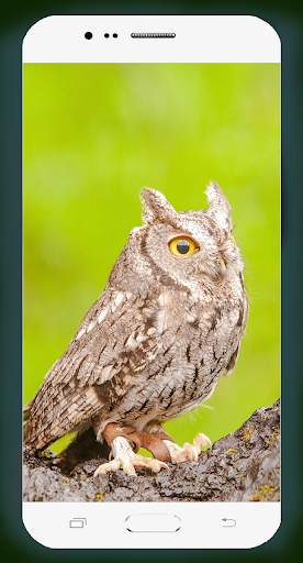 Owl Wallpaper HD screenshot 6