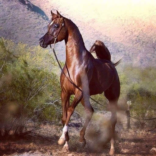 خيول المجد العربي скриншот 2