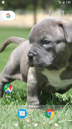 Pitbull Pup Wallpaper HD 7 تصوير الشاشة