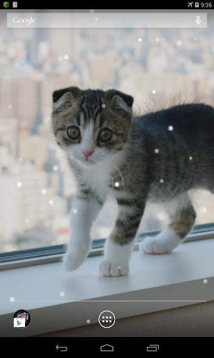 Scottish Fold Cat LWP 2 تصوير الشاشة
