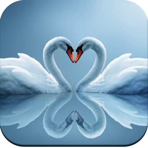 Swan Wallpaper 1.02