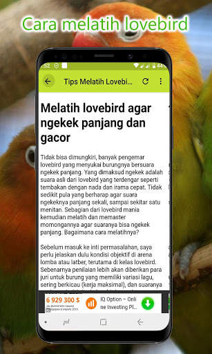 Masteran Lovebird Lengkap Offline screenshot 8