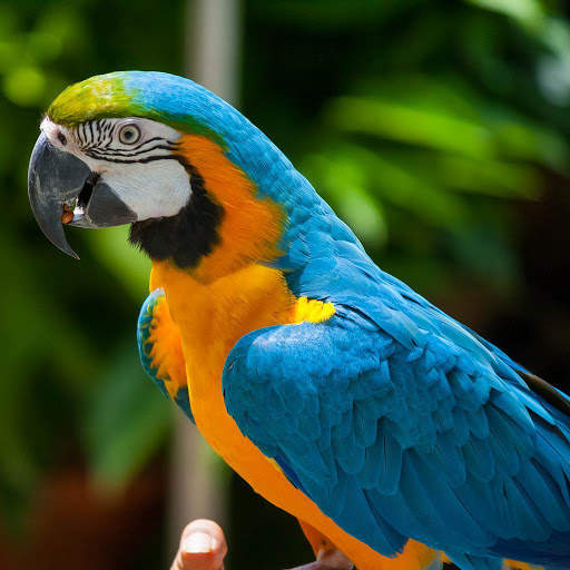 Parrot Wallpapers screenshot 2