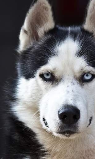 Husky Live Wallpaper (wallpapers & backgrounds) screenshot 1