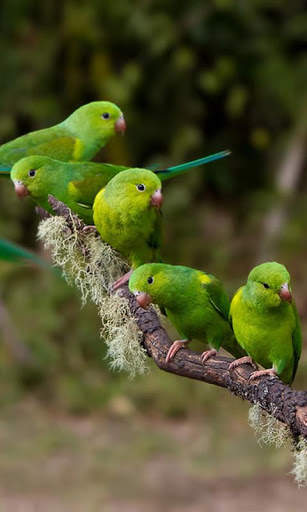 Parrots Live Wallpaper : 7fon & LWP screenshot 2