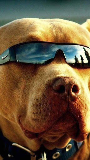 Pitbull Dog Wallpaper HD screenshot 2