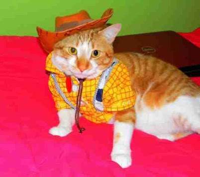 Funny Cats in Costume screenshot 7
