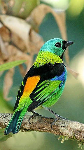 Green headed tanager Bird wallpapers hd screenshot 1