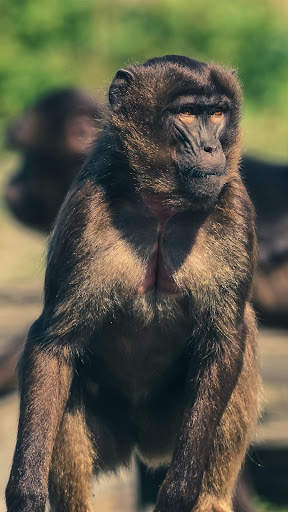 Monkey HD Wallpaper screenshot 1