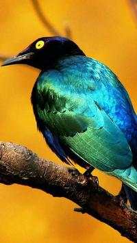 Birds Wallpapers HD screenshot 3