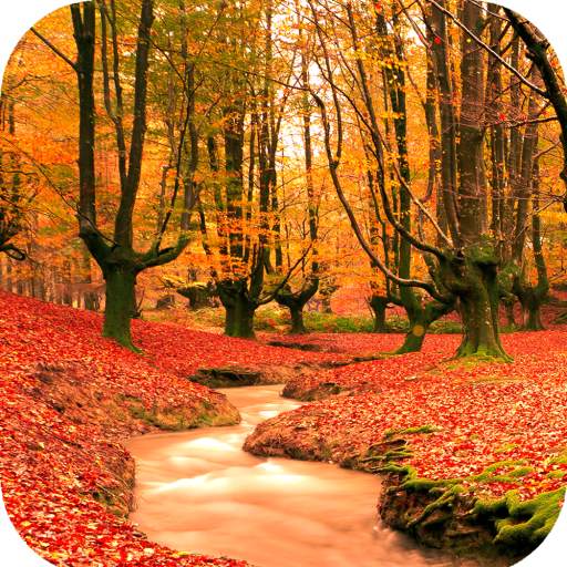 Autumn Wallpaper HD 1.14