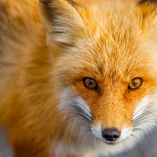 Fox Wallpapers icon