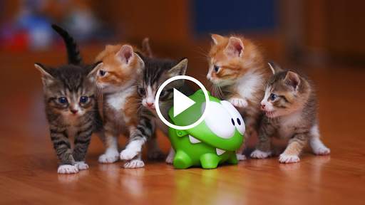 Cat Video Live Wallpaper screenshot 1
